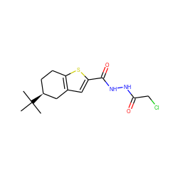 CC(C)(C)[C@H]1CCc2sc(C(=O)NNC(=O)CCl)cc2C1 ZINC000003327242